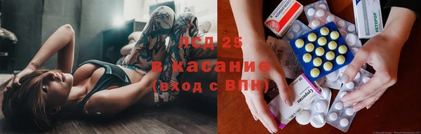 прущие грибы Лабытнанги