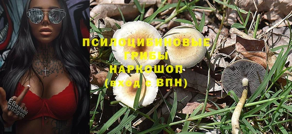 прущие грибы Лабытнанги